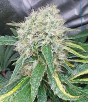 Imagen de pan4gold49 (THC Bomb)