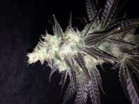 Bomb Seeds THC Bomb Auto - foto de Elbongsaway