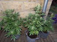 Bomb Seeds THC Bomb Auto - foto de hemp47