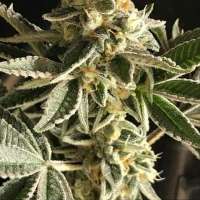 Boneyard Seeds Norcal Angel's Sunset - foto de MrToad