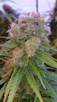 Boneyard Seeds Norcal H.C.W. - foto de MrToad