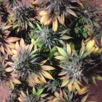 Boneyard Seeds Norcal TURK 182 - foto de MrToad