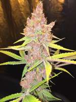 BrainDeathGenetics Grape Jello - foto de BrainDeathGen