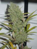 Brothers Grimm Princess Haze - foto de Cultivator420