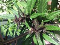 Imagen de Johnhatred (Buddha Purple Kush)