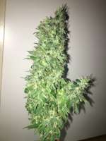 Bulk Seed Bank Ananas Funk - foto de Budfit