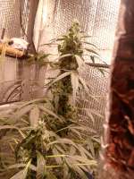 Bulk Seed Bank Auto Bubblegum Extra - foto de Reone