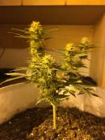 Bulk Seed Bank Auto Guerilla Glue - foto de grower4200