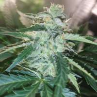 Bulk Seed Bank Auto Guerilla Glue - foto de greenlyfe