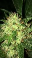 Bulk Seed Bank Cheese - foto de Budfit