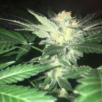 Bulk Seed Bank Sensible Star - foto de Budfit