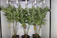 Bulk Seed Bank Special Lime Haze - foto de cannabiscorpse88