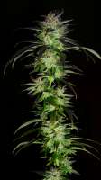 Imagen de BuzzerOrganicSeeds (Magic Autumn)