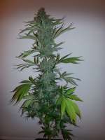 Imagen de verticaldown (CBD Skunk Haze)