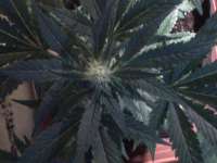 Imagen de nygrr (CBD Skunk Haze)