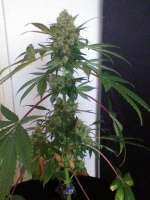 Imagen de nygrr (CBD Skunk Haze)