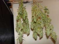 CBD Seeds One To One - foto de hemp47