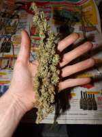 CBD Seeds Vanilla Haze - foto de lesavoirestunearme7Z