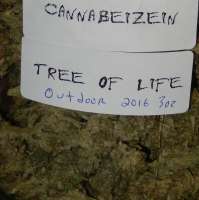 Cannabeizein Tree of Life - foto de ErnestCharsi