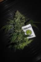 Cannabella Genetics Bella Ortega - foto de CAnnabellaSeedClub