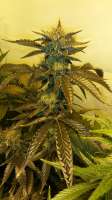 Cannabella Genetics Brambleberry Kush - foto de CannabellaSeedClub