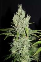 Cannabella Genetics G13 Super Silver Haze - foto de CannabellaSeedClub