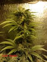 Cannabella Genetics Iced Pineapple - foto de CannabellaSeedClub