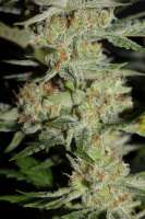 Cannabella Genetics Lemon Cream Pie - foto de CannabellaSeedClub