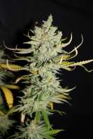 Imagen de CannabellaSeedClub (Lemon Cream Pie)