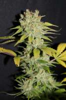 Imagen de CannabellaSeedClub (Lemon Cream Pie)