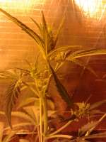 Imagen de CannabellaSeedClub (Pineapple Gold)