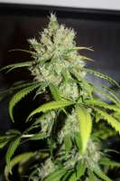 Cannabella Genetics Pineapple Gold - foto de Silas