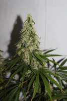 Cannabella Genetics Pineapple Haze - foto de CAnnabellaSeedClub