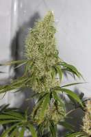 Cannabella Genetics Pineapple Haze - foto de CAnnabellaSeedClub