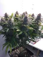 Cannabella Genetics Strawberry Cream Pie - foto de DasBo