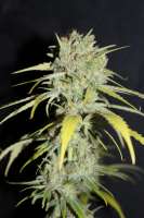 Imagen de CannabellaSeedClub (Strawberry Cream Pie)