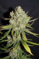 Imagen de CannabellaSeedClub (Strawberry Cream Pie)