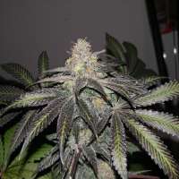 Cannabis Family Seeds Neutron Star - foto de Deezenugs