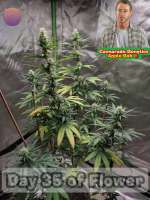 Cannarado Genetics Apple Bob - foto de 420meowmeowmeow