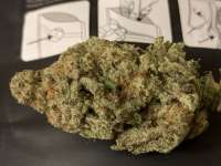 Imagen de MaryJ (Miracle Alien Cookies)