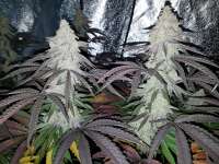 Imagen de kannamed (Miracle Alien Cookies)