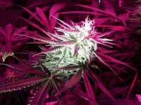 Centennial Seeds Roughneck - foto de Uptown