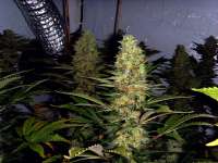 Imagen de FlashGordon (Ceres Skunk)