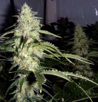 Ceres Seeds Ceres Skunk - foto de FlashGordon