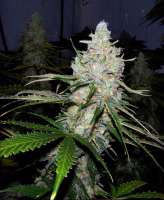 Ceres Seeds Ceres Skunk - foto de FlashGordon