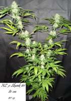 Imagen de Mitsuharu (Northern Lights x Skunk Nr1)