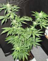 Imagen de Mitsuharu (Northern Lights x Skunk Nr1)