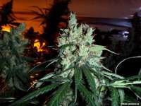 Imagen de FlashGordon (White Indica)