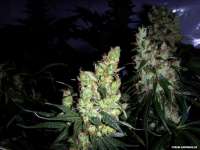 Imagen de FlashGordon (White Indica)