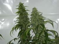 Clone Only Strains Gravity - foto de PuffGravityWindy